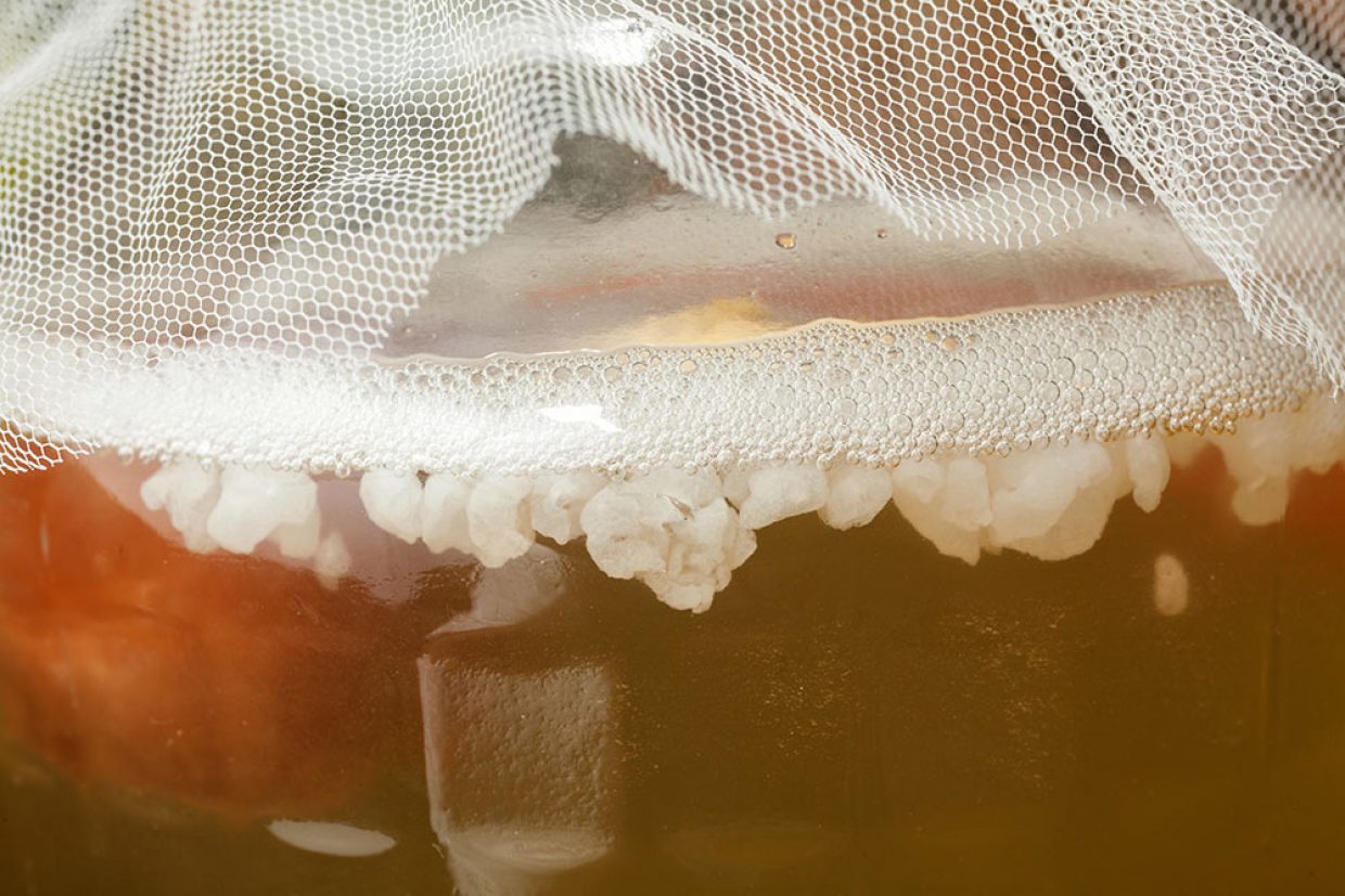La fermentazione, vitamine, minerali e micronutrienti