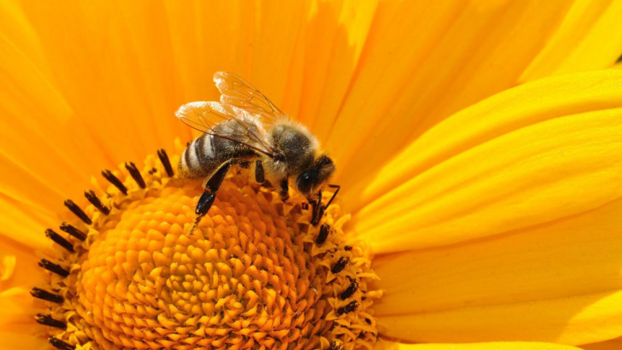 Probiotici: alleati contro le allergie