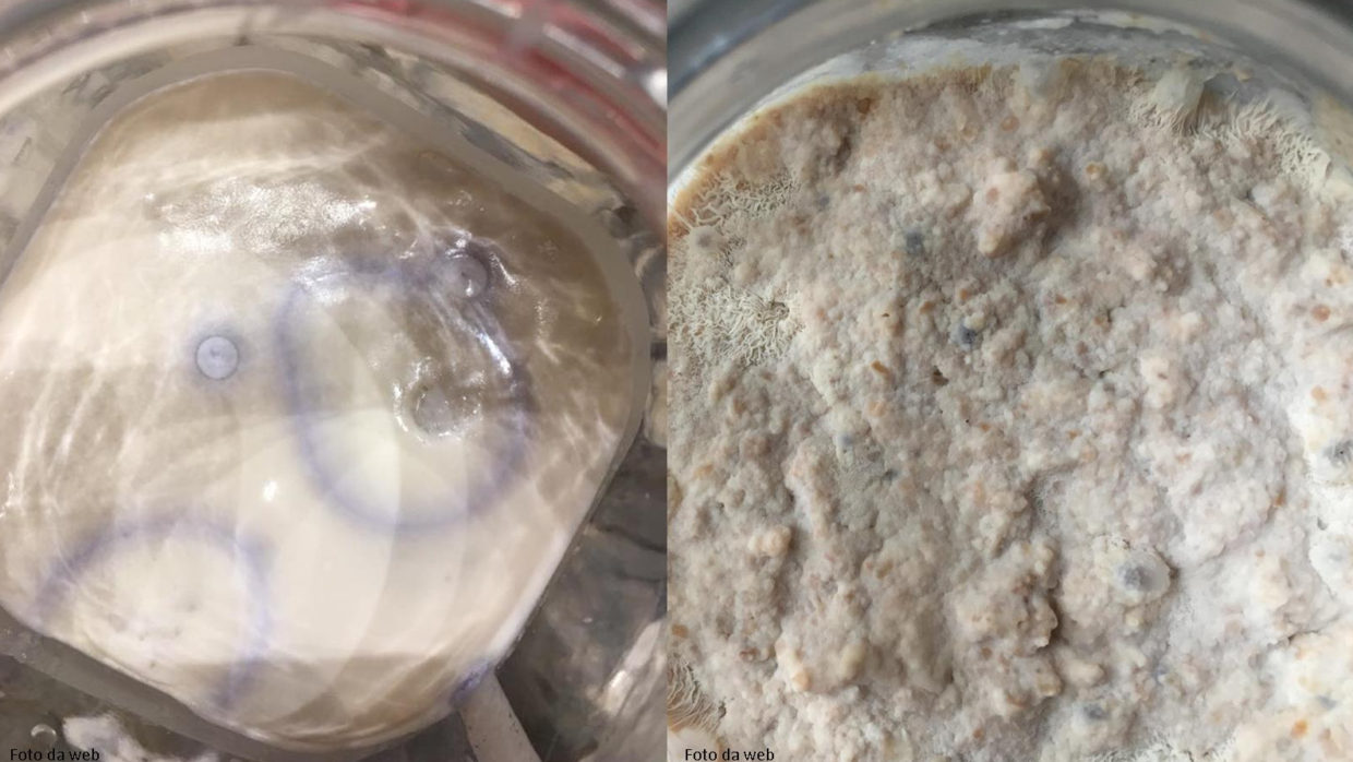 Kefir -Muffe e agenti patogeni – Le contaminazioni e i rischi di una gestione sbagliata